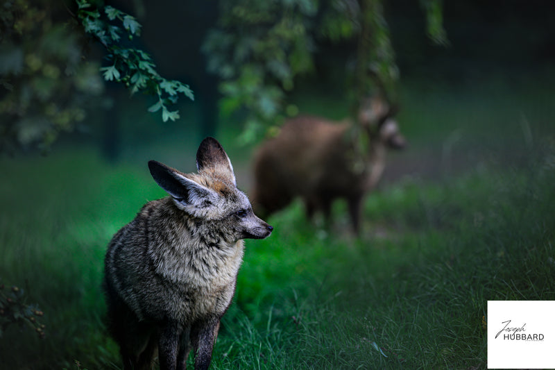 Red fox standing in a forest clearing — wildlife fine art photography capturing natural behavior and soft, atmospheric background
