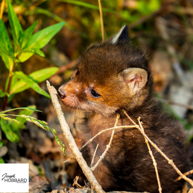 Young fox cub in forest undergrowth — wildlife fine art photography capturing early life and natural woodland detail