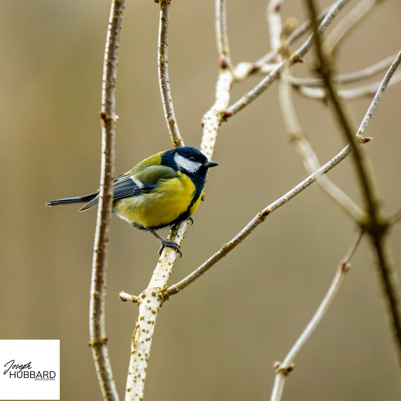 Great tit perched on a thin branch — wildlife fine art photography capturing delicate detail and calm natural light.