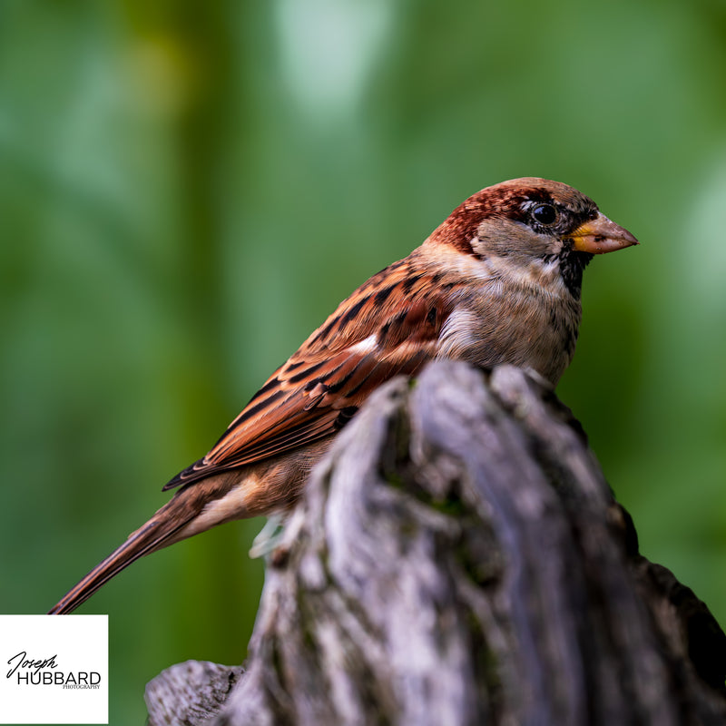 House sparrow perched on a weathered wooden stump — wildlife fine art photography capturing detail and soft natural background.