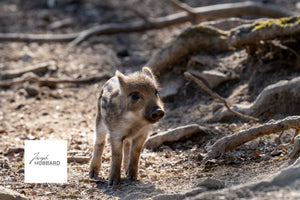Wild boar piglet standing on a forest floor among roots — wildlife fine art photography capturing early life and natural woodland detail